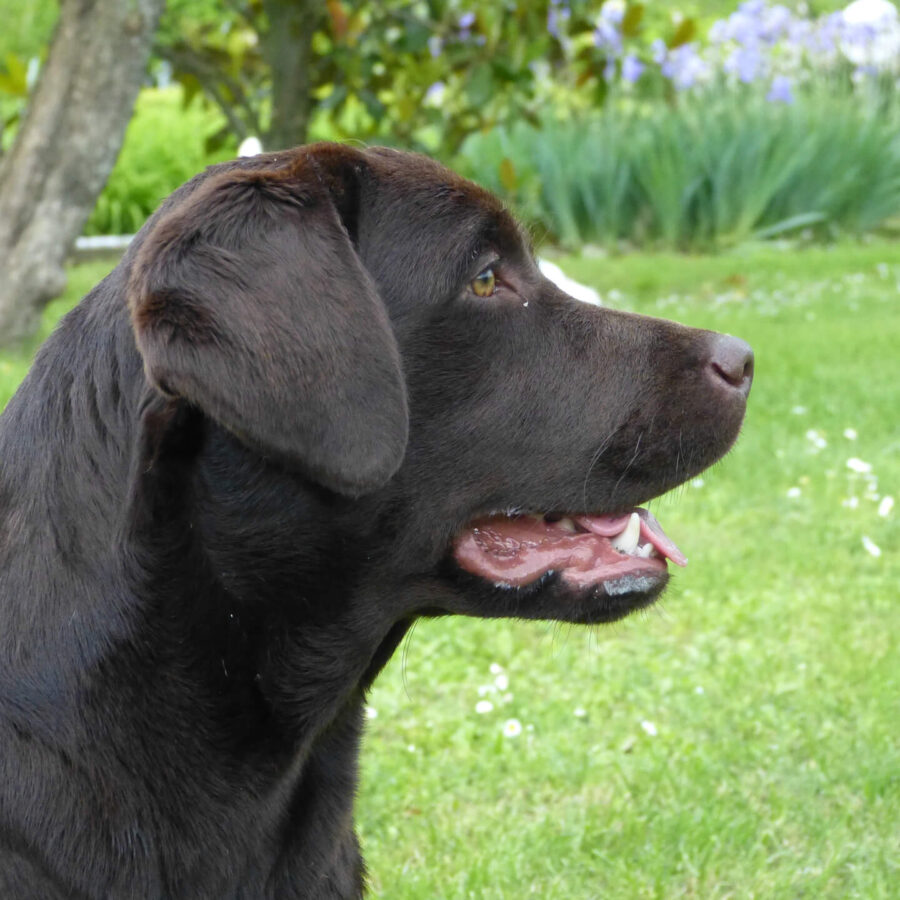 Clementina della Sciaranera