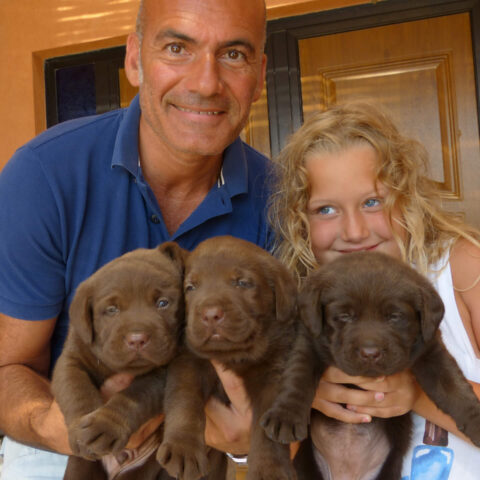 Cuccioli Labrador