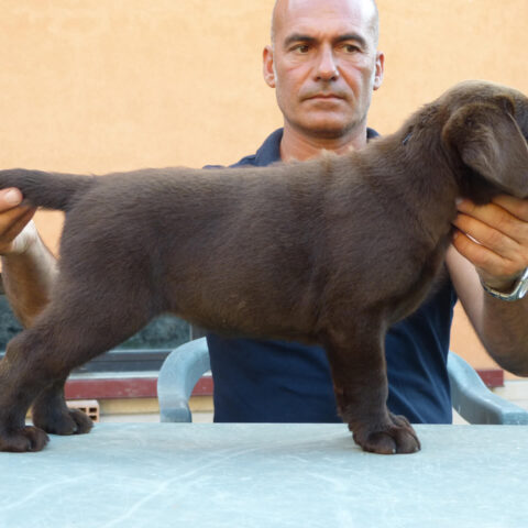Cucciolo Labrador